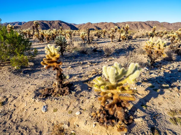 Krajobraz w park narodowy joshua tree — Zdjęcie stockowe