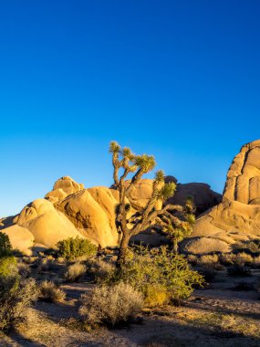 Maltepe joshua tree national Park