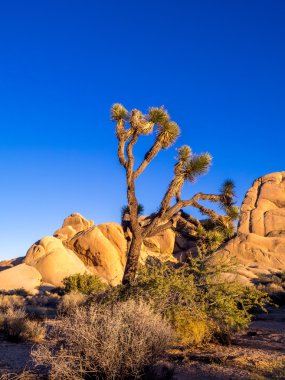 Maltepe joshua tree national Park