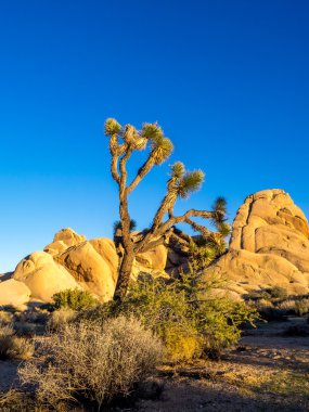 Maltepe joshua tree national Park