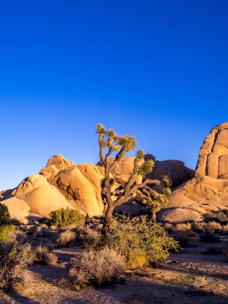 Joshua tree v národním parku joshua tree — Stock fotografie