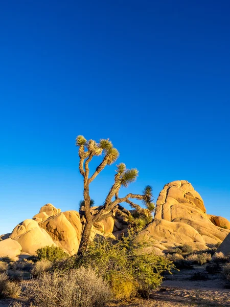 Joshua tree v národním parku joshua tree — Stock fotografie