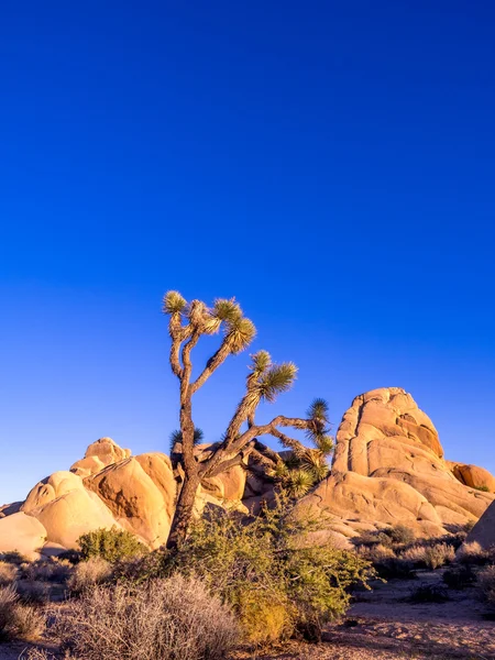 Joshua tree v národním parku joshua tree — Stock fotografie