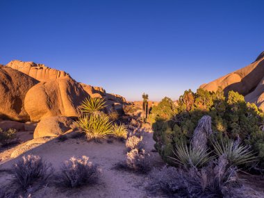 Joshua tree national park peyzaj