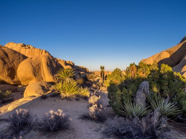 Joshua tree national park peyzaj