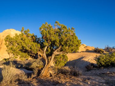 Çöl ağaca günbatımı Joshua Tree National Park