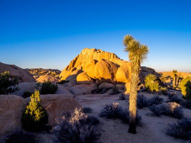 Joshua Tree National Park içinde gün batımında Jumbo kayalar