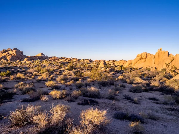 Krajina v národním parku joshua tree — Stock fotografie