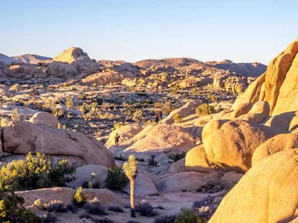 Jumbo Rocks at sunset  in Joshua Tree National Park — Stock Photo, Image