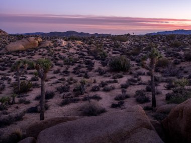 Joshua Tree National Park içinde gün batımında Jumbo kayalar