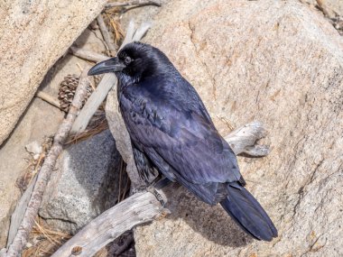 Ortak Raven, Palm Springs