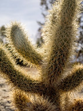 Palm Desert Cholla kaktüs