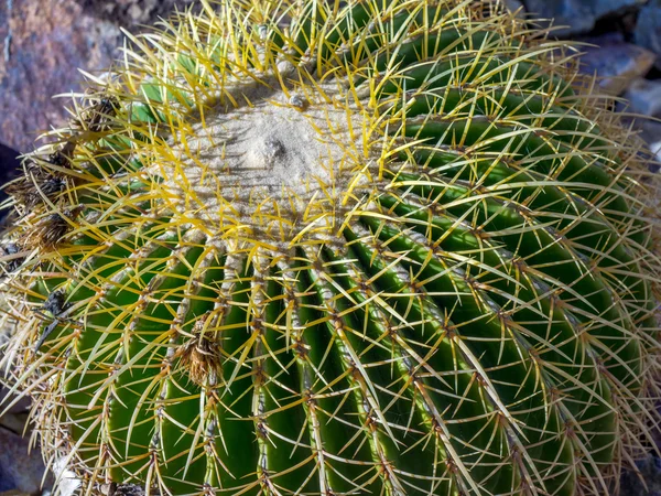 Cactus de barril dorado —  Fotos de Stock