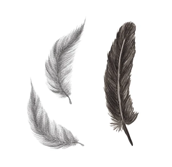 生机勃勃的羽毛鸟的羽毛在白色的背景上隔离 Boho风格的翅膀 水彩画 — 图库照片