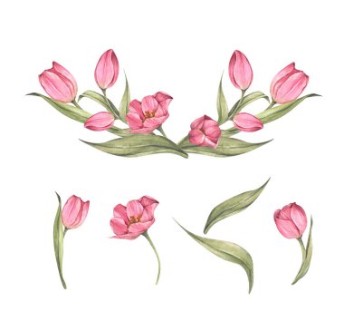 Pembe laleler ve yapraklar. Bir buket lale. Çiçek kompozisyonu. Suluboya çizimi.