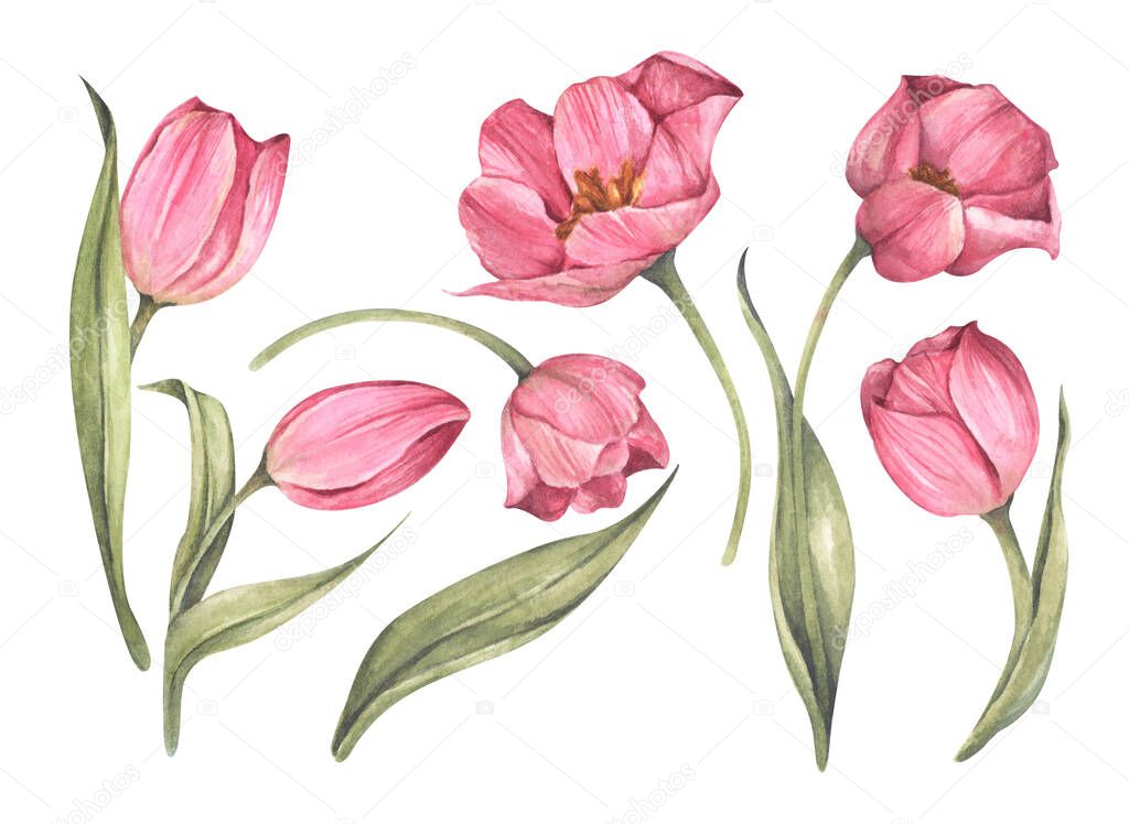 Set of Pink tulips isolated on white background. Watercolor floral botanical illustration.