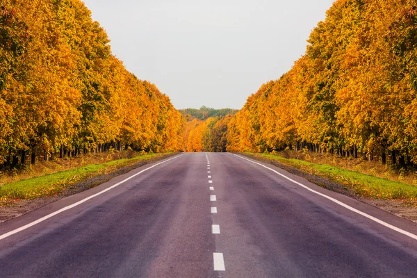 Road at autumn with alley of trees — Stock Photo, Image