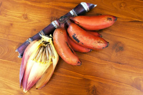 红香蕉香蕉花和糖芦苇棍子 — 图库照片