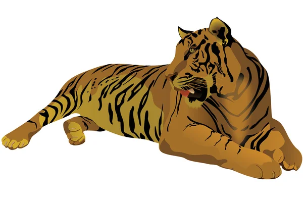 Bengal Tiger Illustration — Stock Vector