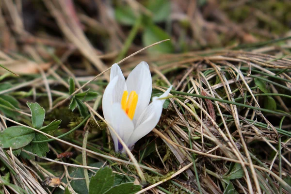 Ormanda, alp çiçek bahar.