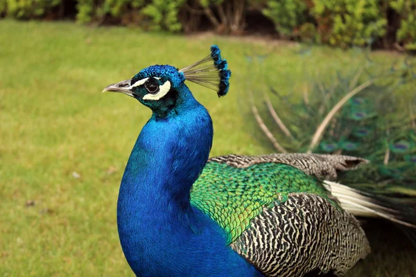 Parlak tüyleriyle peacock