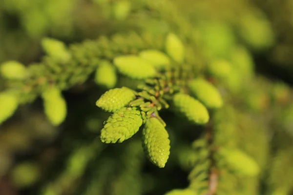 Genç yaprak dökmeyen şube