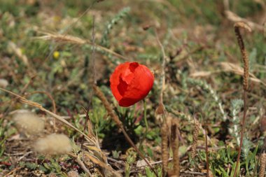 İlkbaharda haşhaş çiçek çiçeklenme.