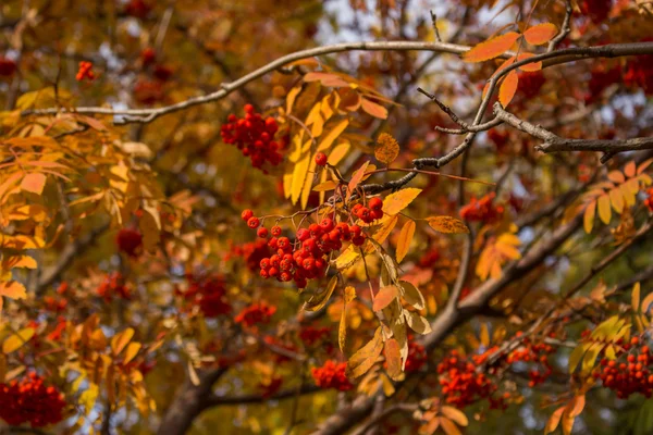 Rowan árvore com folhas amarelas — Fotografia de Stock