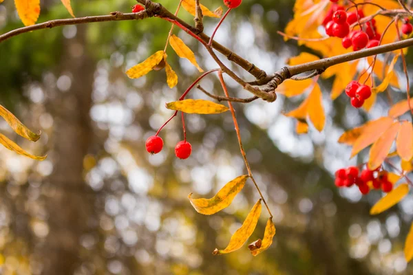 sonbahar üvez meyveleri
