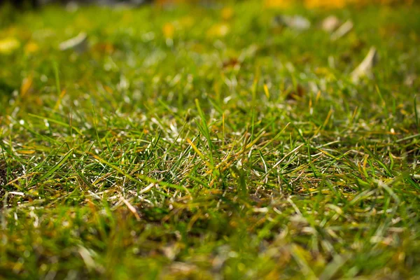 Yeşil ve sarı çimenler 