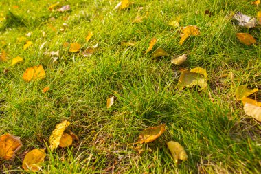 Sarı çim yaprakları