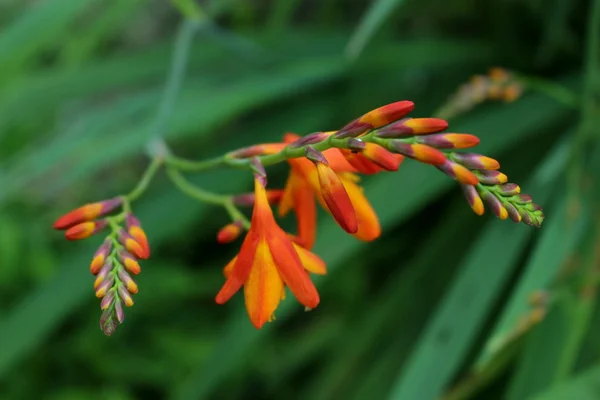 tropikal turuncu çiçek