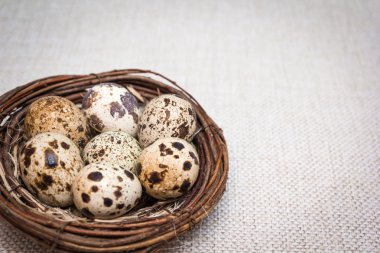 Yuvada bıldırcın yumurtası