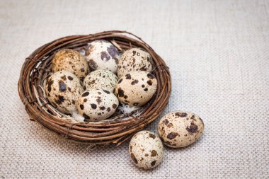 Yuvada bıldırcın yumurtası