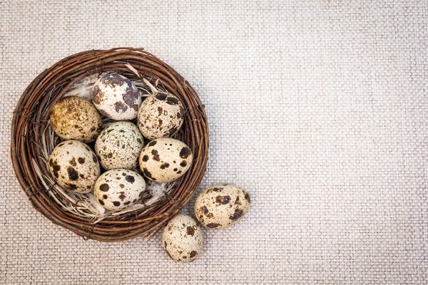 Ovos de codorna no ninho — Fotografia de Stock