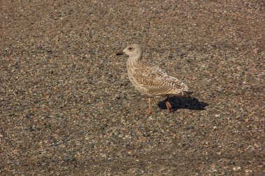 Yetişkin bir martı Murmansk, Rusya 'da bir parkta duruyor..