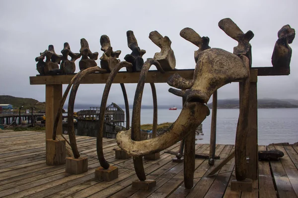 Composizione Scultorea Scheletro Una Balena Teriberka Regione Murmansk Russia — Foto Stock