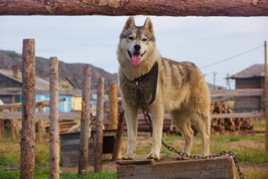 Neşeli bir kurt çiftliğin yoldan geçenleriyle tanışır. Ren geyiği ve Husky çiftliği, Teriberka, Murmansk bölgesi..
