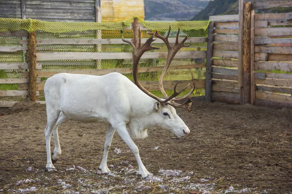 Tundra 'nın kralı beyaz bir geyiktir. Ren geyiği ve Husky çiftliği, Teriberka, Murmansk bölgesi..