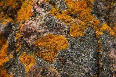 Yakın plan fotoğraf - Kuzey Buz Denizi kıyılarında kayalar ve taşlar, sarı yosunlarla kaplı, Teriberka, Murmansk bölgesi.