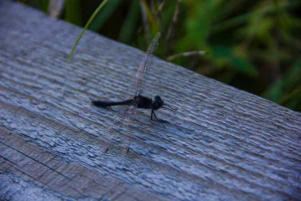 Black Dragonfly Wooden Deck Wildlife Refuge Cancer Lakes Leningrad Region — Stock Photo, Image