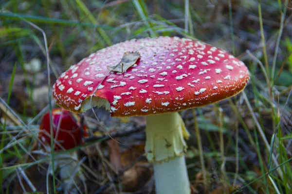 Toxic Hallucinogenic Mushroom Background Grass Amanita Muscaria Poisonous Mushroom — Stock Photo, Image