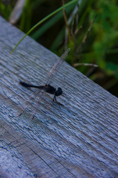 Black Dragonfly Wooden Deck Wildlife Refuge Cancer Lakes Leningrad Region — Stock Photo, Image