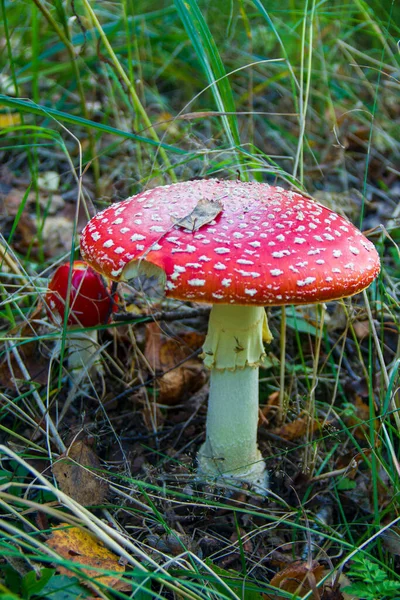 Çimenlerin arka planına karşı toksik ve halüsinojenik mantar. Amanita muscaria, zehirli bir mantar..