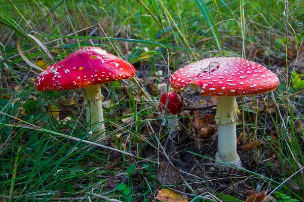 Çimenlerin arka planına karşı toksik ve halüsinojenik mantar. Amanita muscaria, zehirli bir mantar..