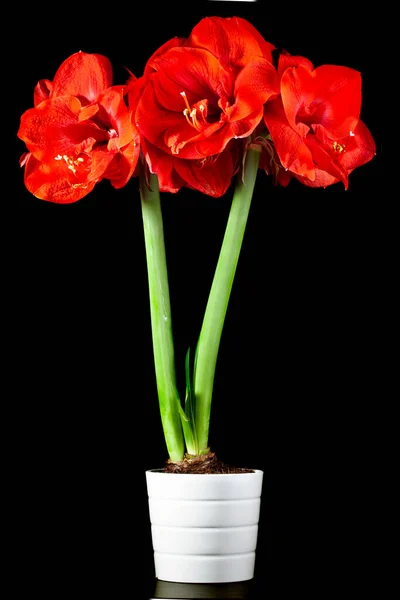 Hermosa Flor Amarilis Roja Grande Primer Plano Olla Sobre Fondo —  Fotos de Stock