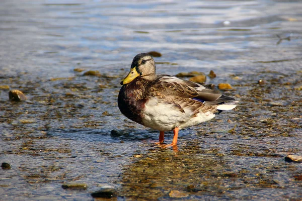 The wild duck — Stock Photo, Image