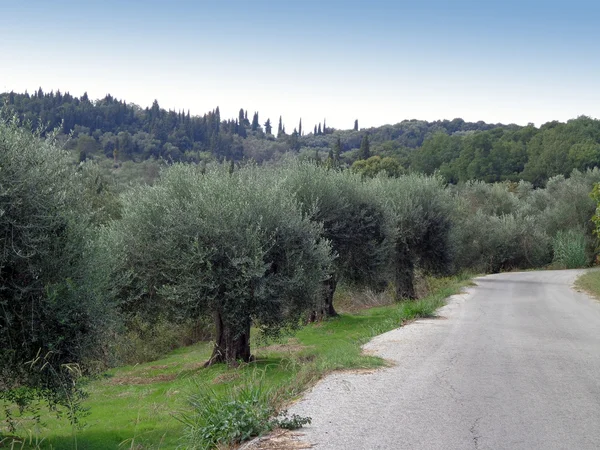 Zeytin ağaçları ve yol