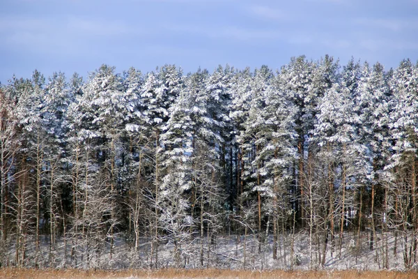 Paisaje de invierno de campo —  Fotos de Stock