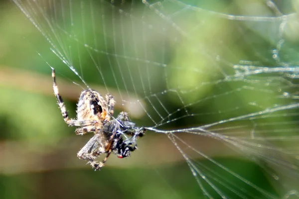 Araña — Foto de Stock